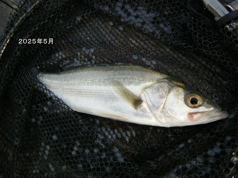 img20250810152120477438.jpg